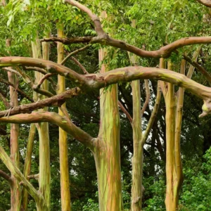 Large Rainbow Eucalyptus Tree Live Plant in Pot - 4 to 6 Feet Tall, Colorful Bark, Ideal for Outdoor Gardens and Landscapes