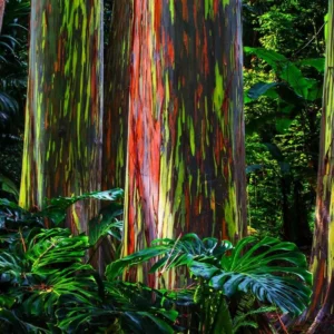 Large Rainbow Eucalyptus Tree Live Plant in Pot - 4 to 6 Feet Tall, Colorful Bark, Ideal for Outdoor Gardens and Landscapes