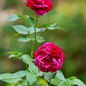 Climbing Roses Live Plants, Fourth of July Rose Climbing Bushes for Planting, No Pot, Cut Back, Well Rooted, No Leaf for Planting