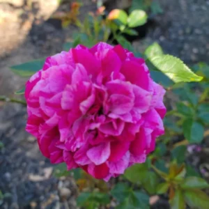 Climbing Roses Live Plants, Fourth of July Rose Climbing Bushes for Planting, No Pot, Cut Back, Well Rooted, No Leaf for Planting