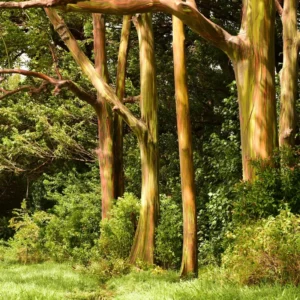 3 Years Old Rainbow Eucalyptus Tree, 48 to 72 Inc Live Plant with Vibrant Multi-Colored Bark for Outdoor Planting