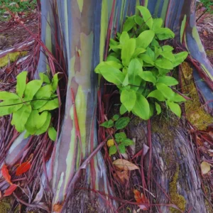 3 Years Old Rainbow Eucalyptus Tree, 48 to 72 Inc Live Plant with Vibrant Multi-Colored Bark for Outdoor Planting
