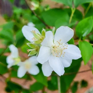 Gallon Plants Mock Orange, Live Plants Mock Orange Tree in Gallon Pot, Mock Orange Shrubs Live Plants, White Flowers Mock Orange Tree for Planting