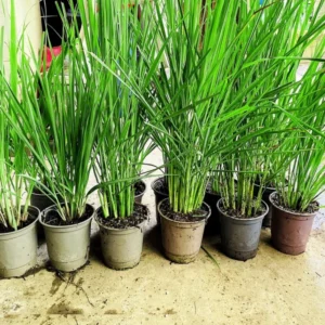 Set 20 Big Lemongrass Plants Live Fully Rooted for Planting, Lemon Grass Live Plants, Fresh Rooted Lemongrass Stalks for Planting Outdoors