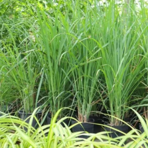 Set 20 Big Lemongrass Plants Live Fully Rooted for Planting, Lemon Grass Live Plants, Fresh Rooted Lemongrass Stalks for Planting Outdoors