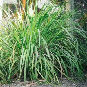 Set 10 Big Lemongrass Plants Live Fully Rooted for Planting, Lemon Grass Live Plants, Fresh Rooted Lemongrass Stalks, No Pot