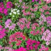 Set 6 Mixed Dianthus Perennial Plants Live, Dianthus Live Plants for Outside Planting, Pink White Red Dianthus Color, Dianthus Flowers Plant Live, Zones 3 to 9