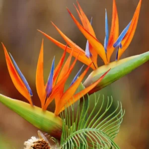 Bird of Paradise Live Plant, Strelitzia Reginae Plant Live Tropical Perennial Blooming, Houseplant Decor Indoor Outdoor