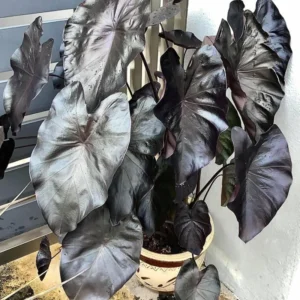 Colocasia Elephant Ears Live Plant, Alocasia Plant, Esculenta Taro Live Houseplant, 5-7 Inc Tall