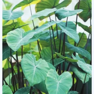 Colocasia Elephant Ears Live Plant, Alocasia Plant, Esculenta Taro Live Houseplant, 5-7 Inc Tall