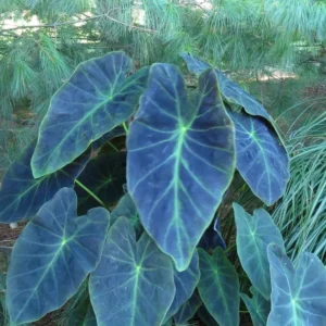 Colocasia Elephant Ears Live Plant, Alocasia Plant, Esculenta Taro Live Houseplant, 5-7 Inc Tall