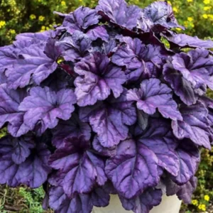 2-Pack Live Heuchera Plants, Colorful Leaves, Vibrant Indoor Outdoor Planting