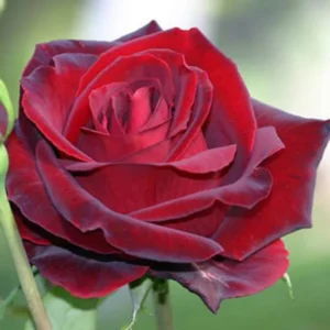 Climbing Roses Live Plants, Rose Climbing Bushes for Planting, No Pot, Cut Back, Well Rooted, No Leaf for Planting