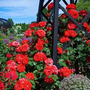 Climbing Roses Live Plants, Rose Climbing Bushes for Planting, No Pot, Cut Back, Well Rooted, No Leaf for Planting