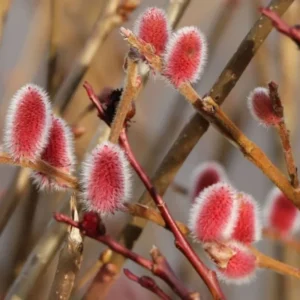 5-Pack Pink Pussy Willow Cuttings, 8-10 Inches, Rooting Ready, Flowering Willow Plant Live, Pussy Willow Tree Live Plant