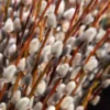 20 Pussy Willow Cuttings, 8-10 Inch Tall, Easy To Root Pussy Willow Plant Live, Cut Flower Pussy Willow Tree Live Plant