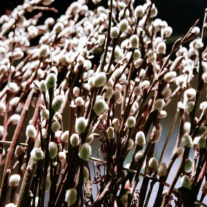 20 Pussy Willow Cuttings, 8-10 Inch Tall, Easy To Root Pussy Willow Plant Live, Cut Flower Pussy Willow Tree Live Plant