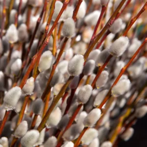 5-Pack Pussy Willow Cuttings, 8-10 Inches, Rooting Ready, Flowering Willow Plant Live, Pussy Willow Tree Live Plant