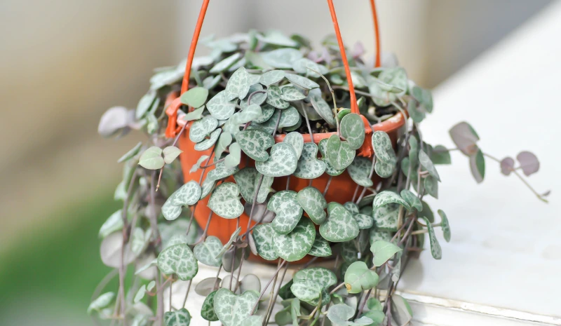 string of hearts plant care