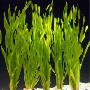 3 Corkscrew Vallisneria Live Plants, Twisted Vertical Leaves Aquarium Plants Live, Fresh Water Aquatic Plants for Pond