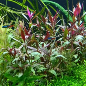 7 Red Telanthera Aquarium Plants Live, Stems, No Root, Fresh Water Aquatic Plants for Pond, Live Plants for Freshwater Aquarium Fish Tanks