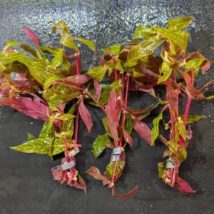 7 Variegated Scarlet Telanthera Aquarium Plants Live, Stems, No Root, Fresh Water Aquatic Plants for Pond, Live Plants for Freshwater Aquarium Fish Tanks