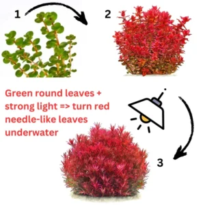 7 Rotala Rotundifolia Live Aquarium Plants Stems, Turn From Green to Red When Bright Light, No Root, Fresh Water Aquatic Plants for Pond, Live Plants for Freshwater Aquarium Fish Tanks