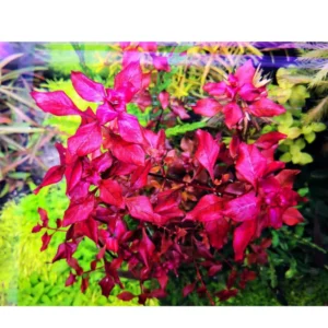 7 Mix Red Aquarium Plants Live Stems, No Root, Fresh Water Aquatic Plants for Pond, Live Plants for Freshwater Aquarium Fish Tanks
