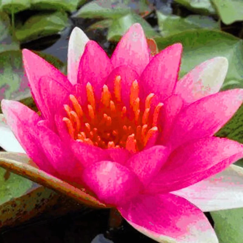 Water Lily Plant Live Full Grown or Large Bulb, Nymphaea Plant Live, Winter Cold Hardy Water Lily Flowers, Aquarium Plants Live, Fresh Water Aquatic Plants for Pond