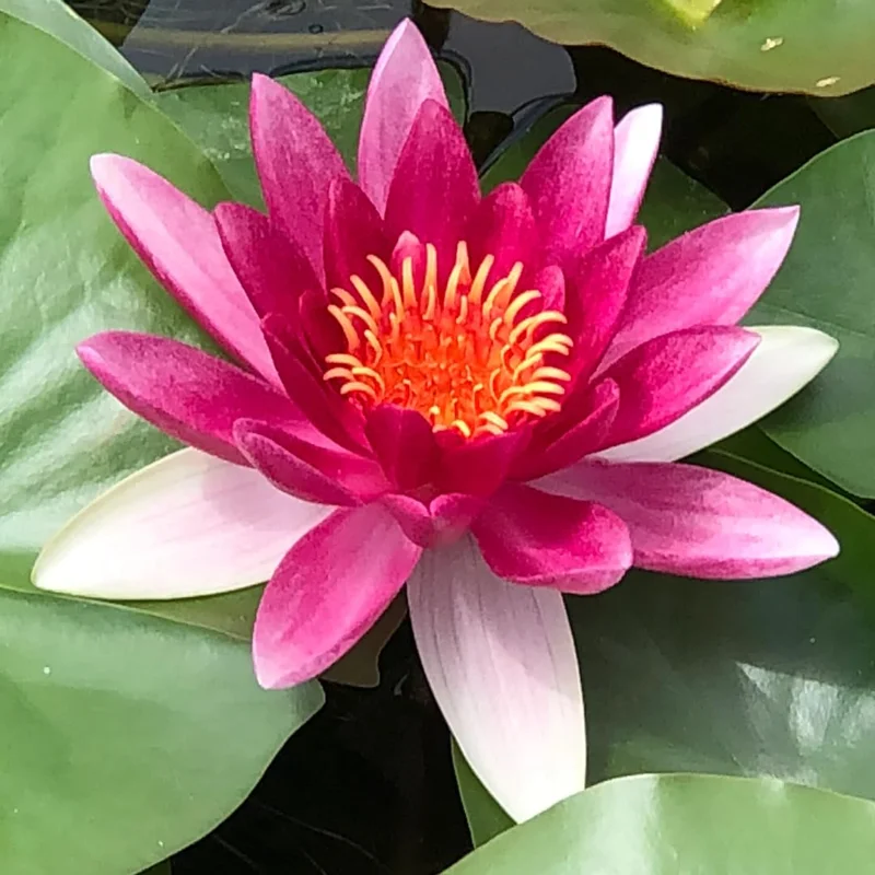 Water Lily Plant Live Full Grown or Large Bulb, Nymphaea Plant Live, Winter Cold Hardy Water Lily Flowers, Aquarium Plants Live, Fresh Water Aquatic Plants for Pond