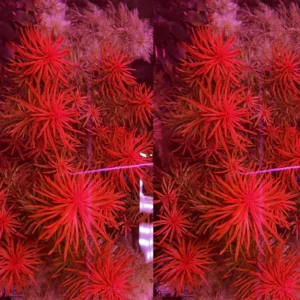 Set of Live Aquarium Plant Tropical Freshwater Decorations, Fresh Water Aquatic Plants for Pond, Aquarium Plants Live for Tank Beginner