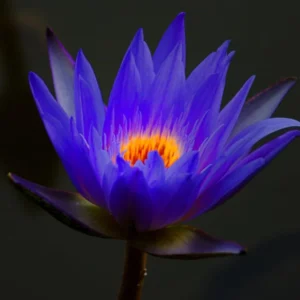 Water Lily Plant Live Full Grown or Large Bulb, Nymphaea Plant Live, Winter Cold Hardy Water Lily Flowers, Aquarium Plants Live, Fresh Water Aquatic Plants for Pond