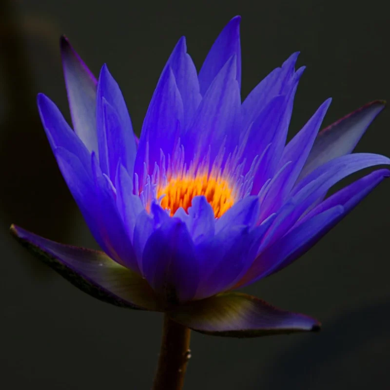 Water Lily Plant Live Full Grown or Large Bulb, Nymphaea Plant Live, Winter Cold Hardy Water Lily Flowers, Aquarium Plants Live, Fresh Water Aquatic Plants for Pond