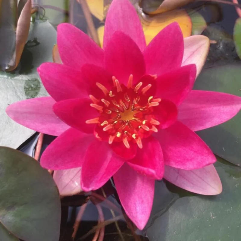Water Lily Plant Live Full Grown or Large Bulb, Nymphaea Plant Live, Winter Cold Hardy Water Lily Flowers, Aquarium Plants Live, Fresh Water Aquatic Plants for Pond
