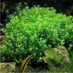 Pack Aquarium Plants Live Tropical Freshwater Decorations, Easy for Tank Beginner, Aquatic Plants for Pond