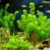 Set of Live Aquarium Plants Stems, Freshwater Decorations Tropical, Fresh Water Aquatic Plants for Pond, Aquarium Plants Live for Tank Beginner