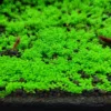 Live Pack Aquarium Plants Tropical Freshwater Decorations, Easy for Tank Beginner, Aquatic Plants for Pond