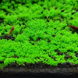 Live Pack Aquarium Plants Tropical Freshwater Decorations, Easy for Tank Beginner, Aquatic Plants for Pond