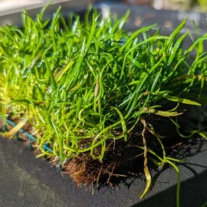 Live Pack Aquarium Plants Tropical Freshwater Decorations, Easy for Tank Beginner, Aquatic Plants for Pond