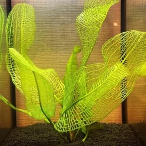 Live Pack Aquarium Plants Tropical Freshwater Decorations, Easy for Tank Beginner, Aquatic Plants for Pond