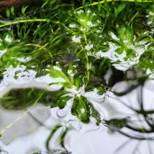 Live Pack Aquarium Plants Tropical Freshwater Decorations, Easy for Tank Beginner, Aquatic Plants for Pond