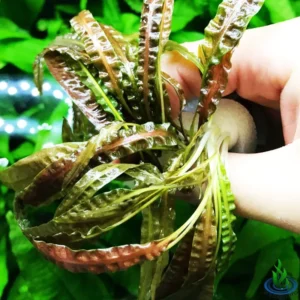 Live Pack Aquarium Plants Tropical Freshwater Decorations, Easy for Tank Beginner, Aquatic Plants for Pond