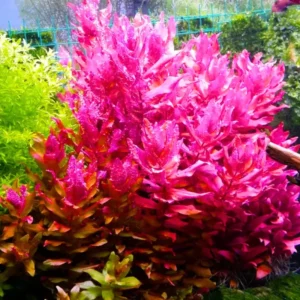 Live Pack Aquarium Plants Tropical Freshwater Decorations, Easy for Tank Beginner, Aquatic Plants for Pond