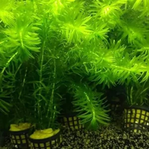 Aquatic Plants for Pond, Live Pack Aquarium Plants Tropical Freshwater Decorations, Easy for Tank Beginner