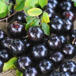 Jaboticaba Tree, Black Jaboticaba Fruit Tree, Live Fruit Tree In 1 Gallon Pot, From 2 Feet Tall No Ship To CA