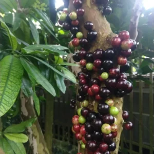 Jaboticaba Tree Live Plant, Red Jaboticaba Tree From 2 Feet Height In 3 Gallon Pot No Ship To CA