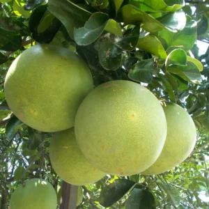 Pomelo Fruit Tree, Pomelo Tree Plant Large Tree From 2 Feet Tall, Citrus Plant, Live Citrus Tree In Pot No Ship To CA