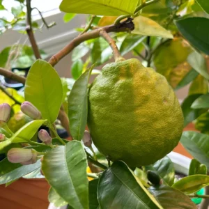 Lemon Tree Live Plant, Ponderosa Lemon Tree, Live Lemon Tree Plant Outdoor, Lemon Citrus Tree 2 Feet No Ship To CA
