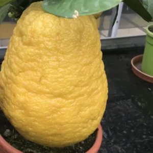 Lemon Tree Live Plant, Ponderosa Lemon Tree, Live Lemon Tree Plant Outdoor, Lemon Citrus Tree 2 Feet No Ship To CA