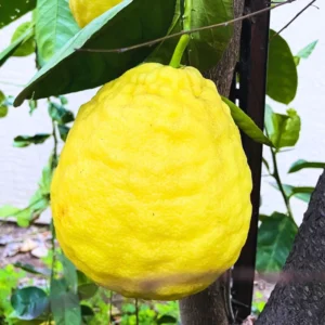 Lemon Tree, Ponderosa Lemon Tree Live, Lemon Tree Live, Citrus Lemon Tree From 2 Feet Tall In Pot No Ship To CA